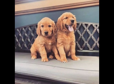 golden retriever.jpg